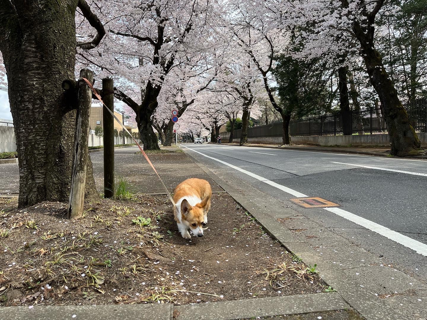 桜の季節になりました