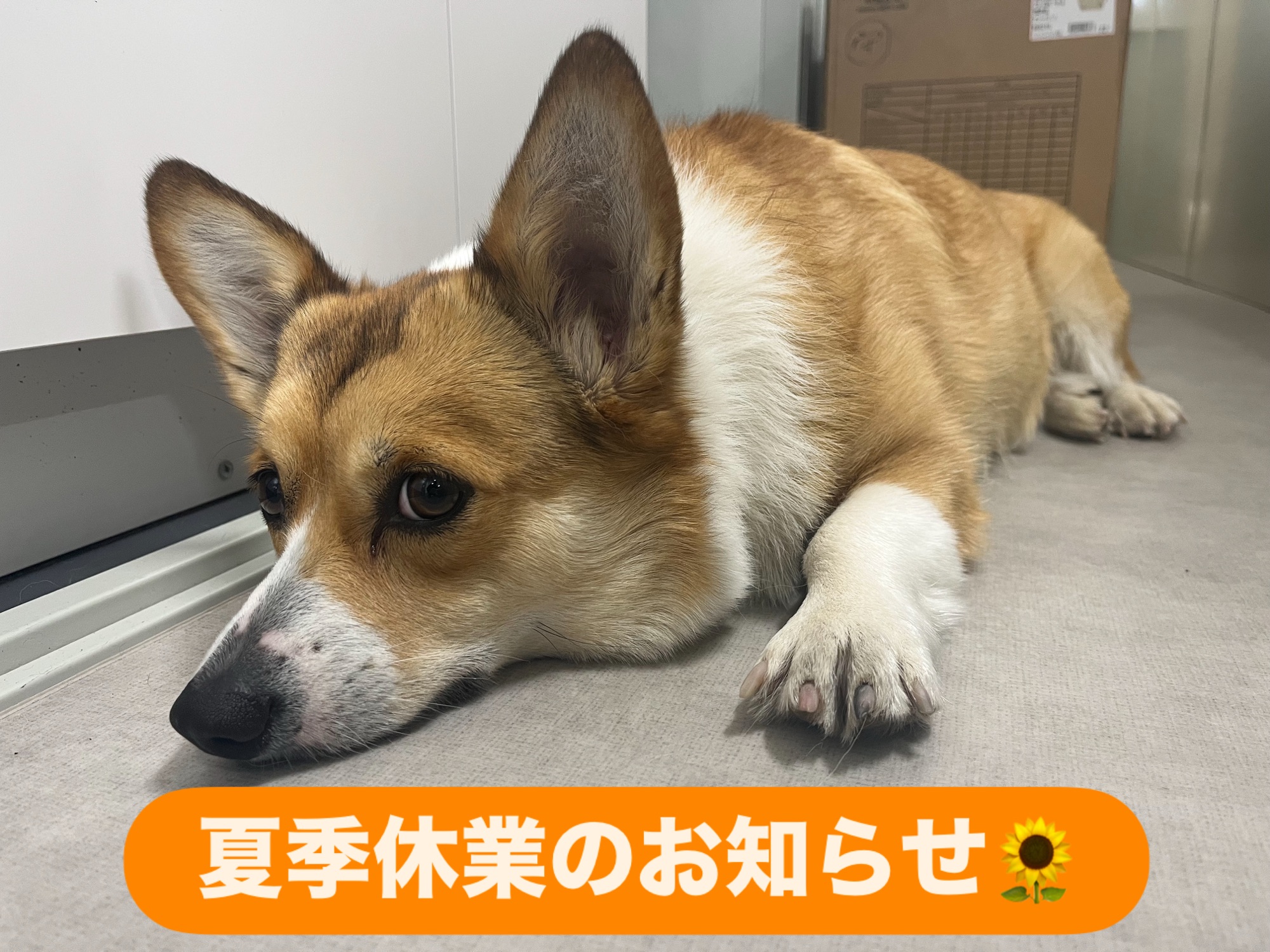 夏季休業のお知らせ📢